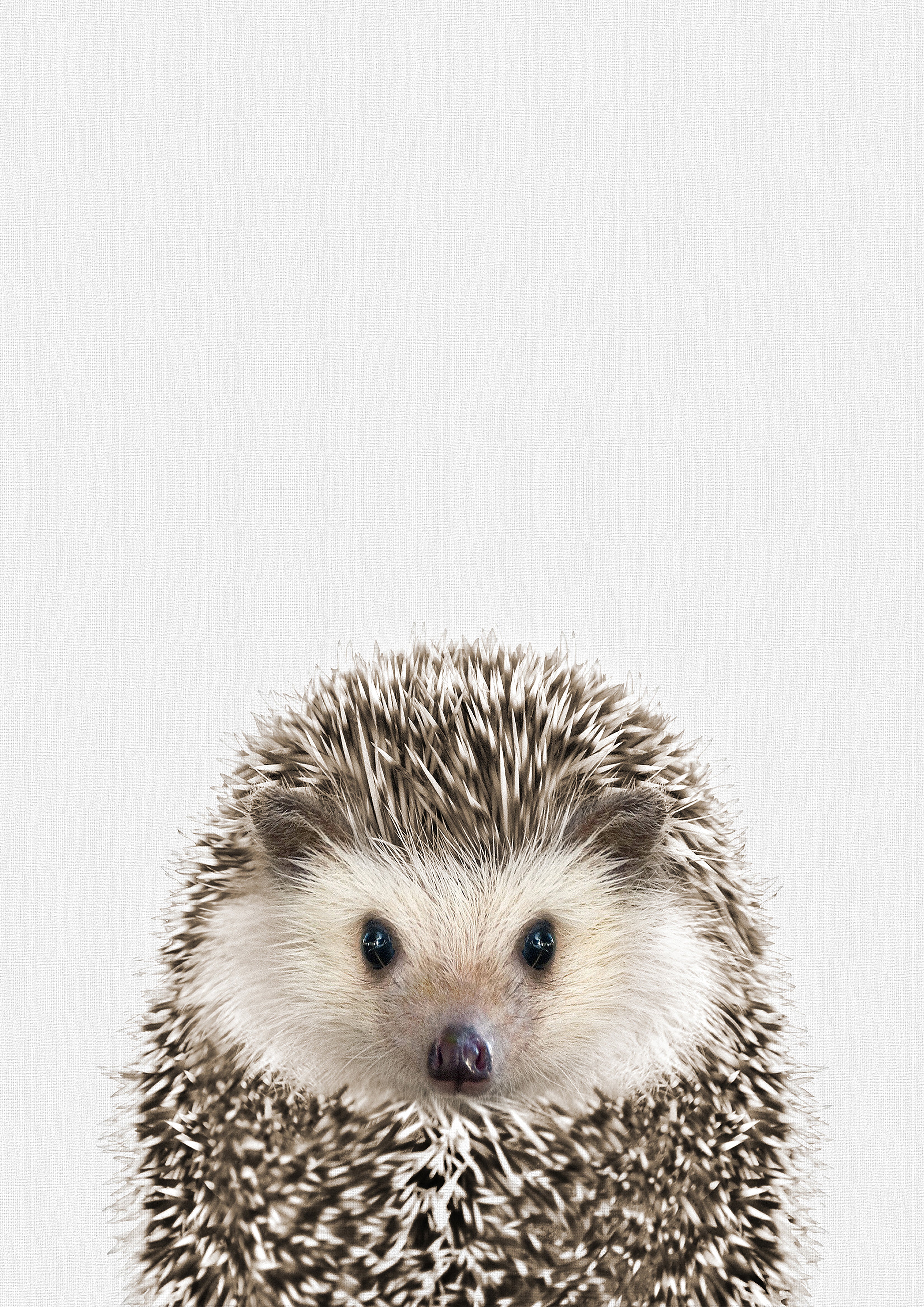 Reproduction Vintage "Hedgehog" Cute Animals Poster