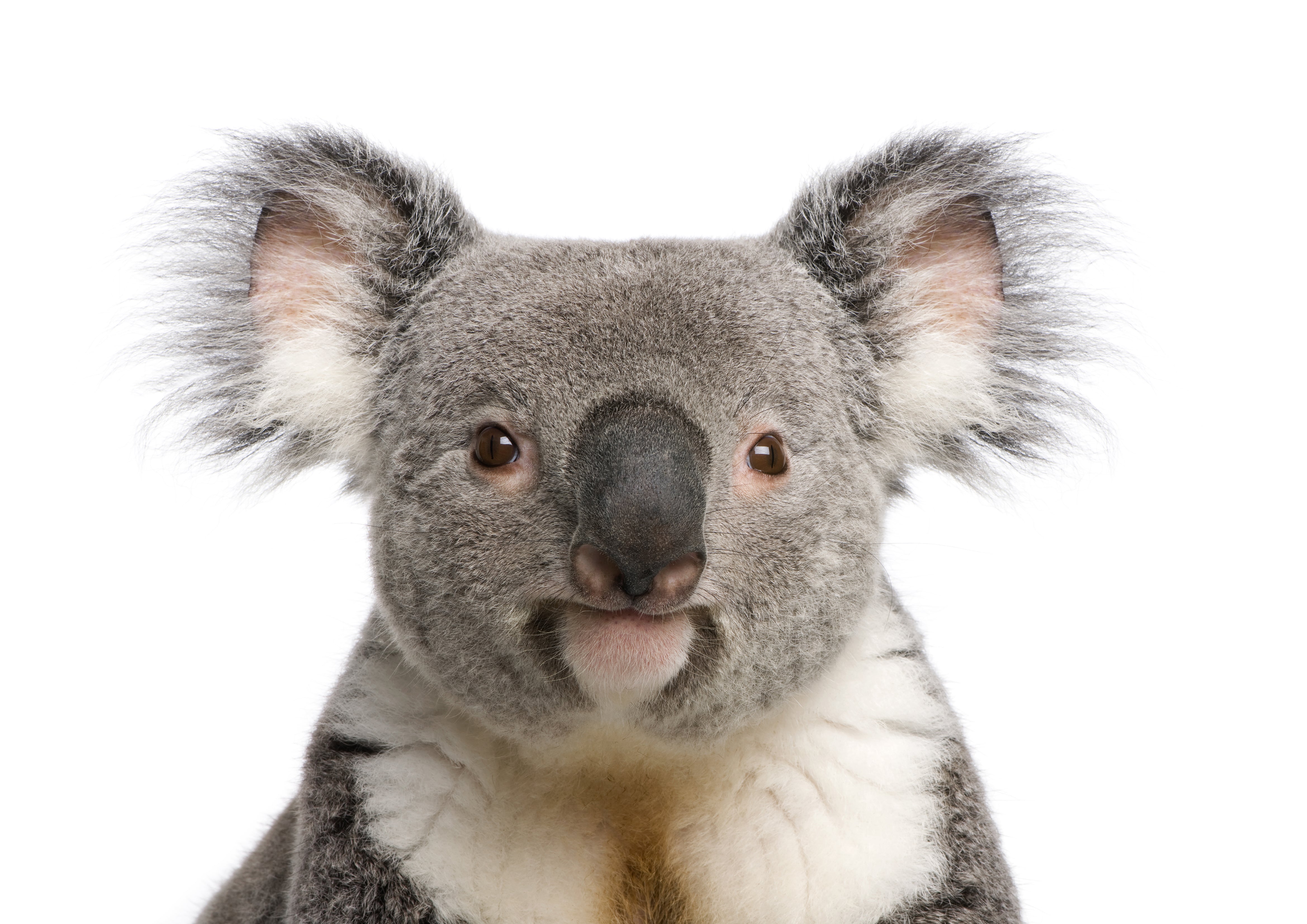Reproduction Vintage "Koala Bear" Cute Animals Poster