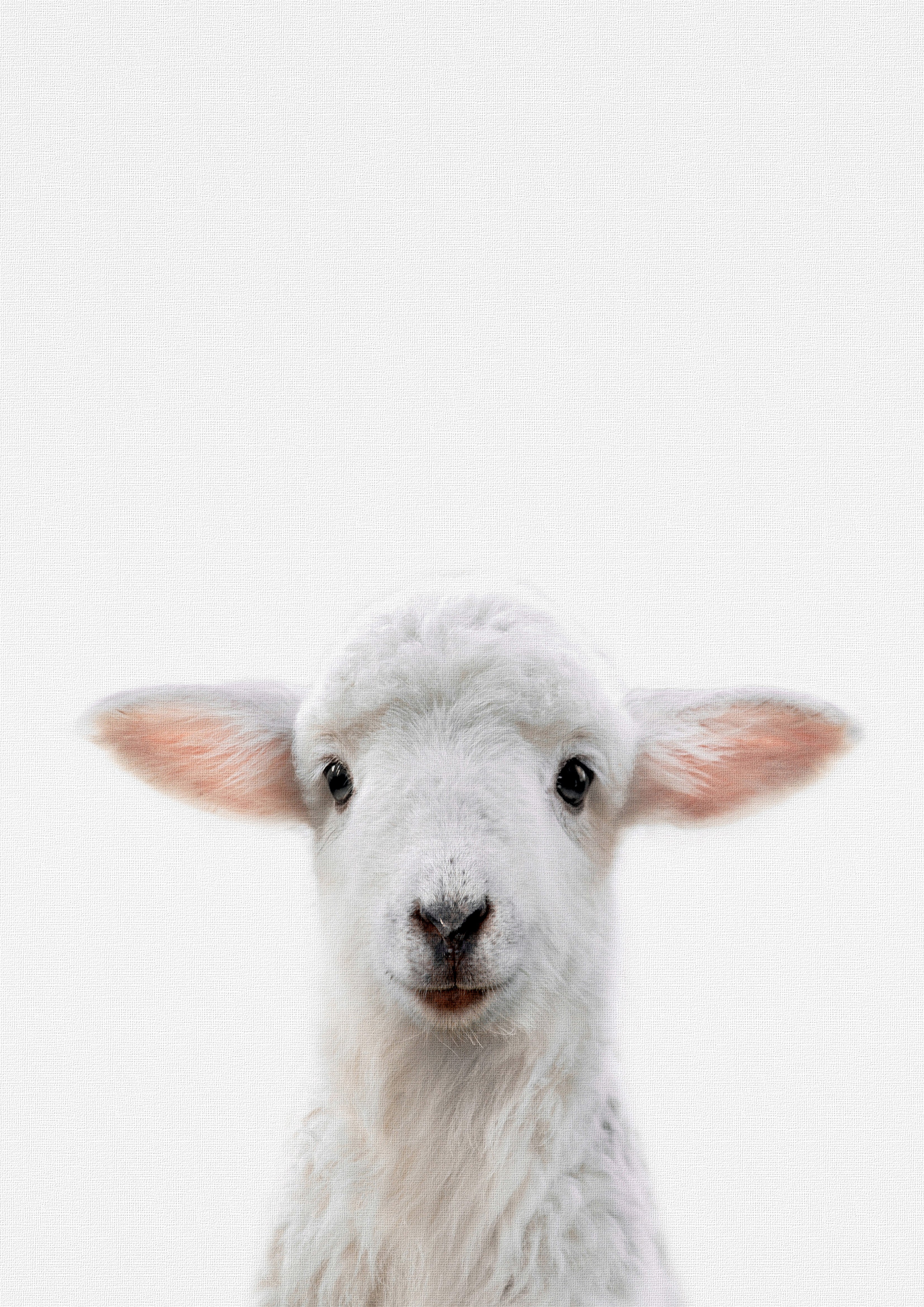 Reproduction Vintage "Lamb" Cute Animals Poster