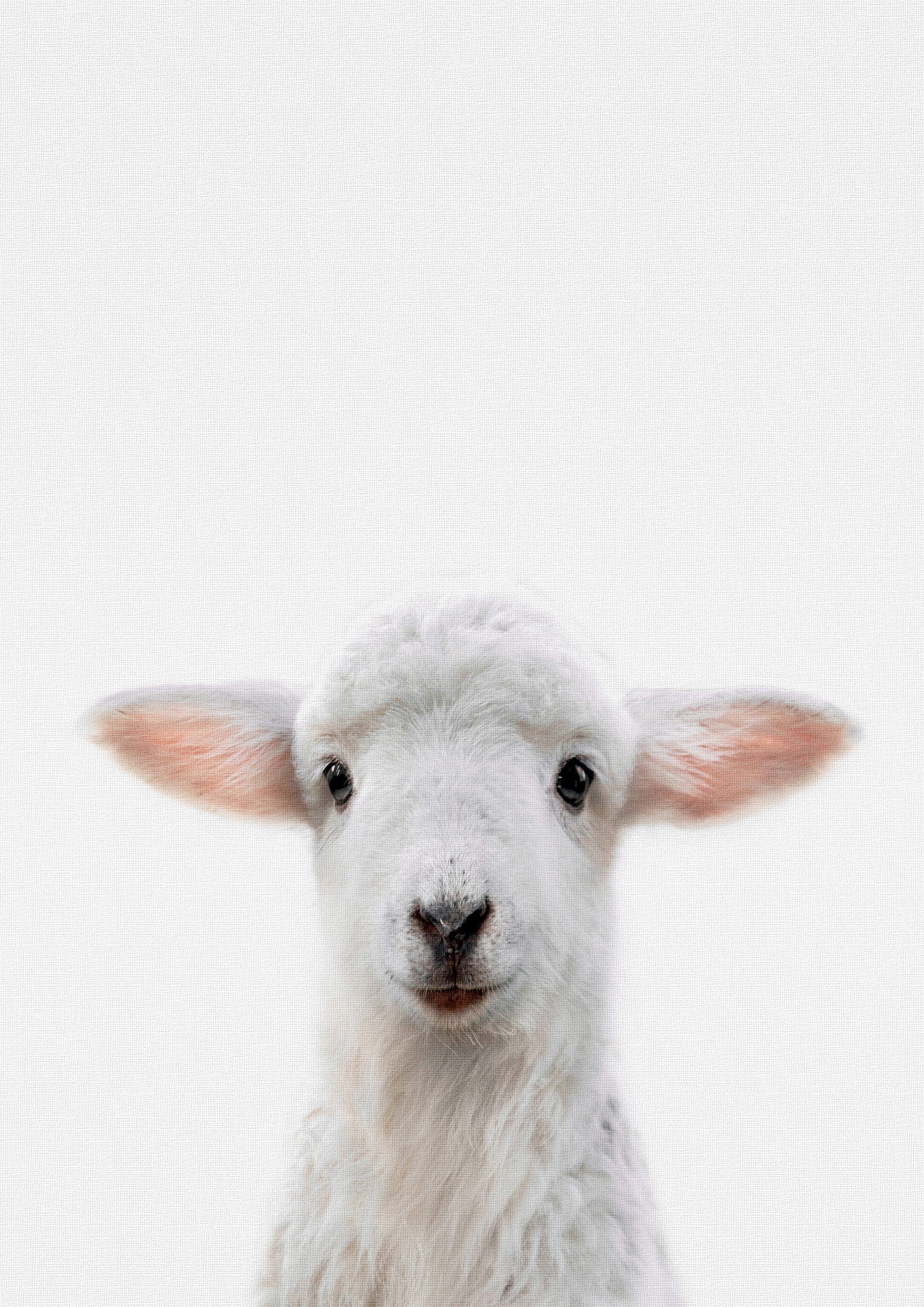 Reproduction Cute Animal Poster 