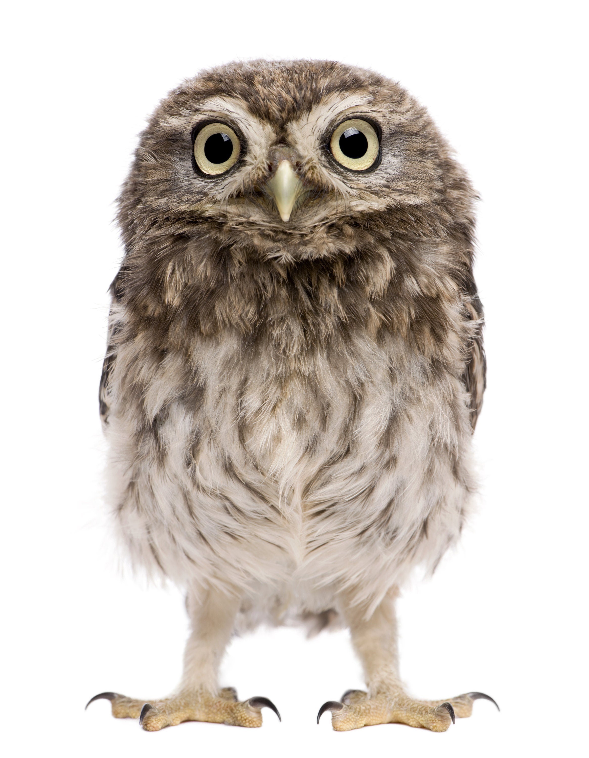 Reproduction Cute Animal Poster 