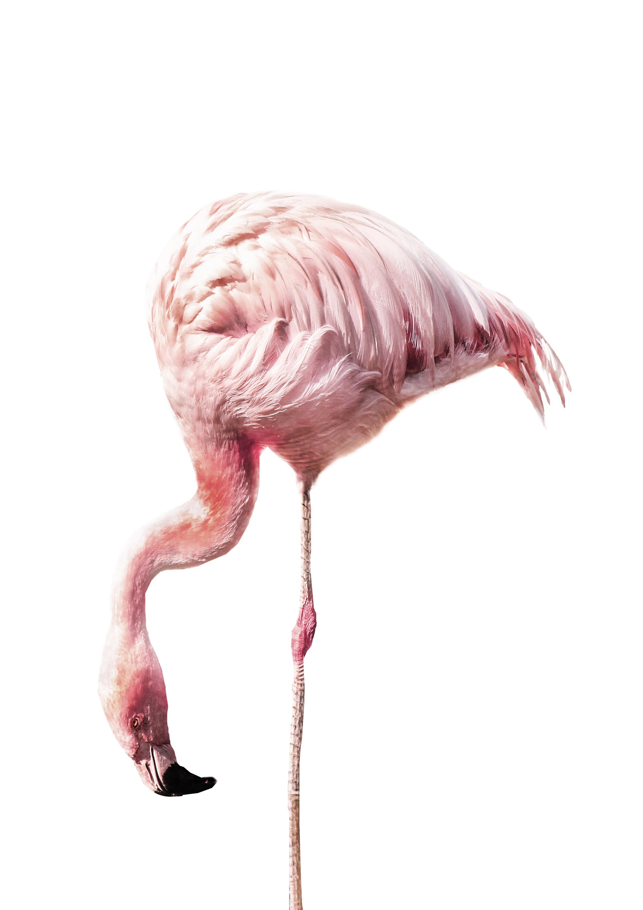 Reproduction Cute Animal Poster 