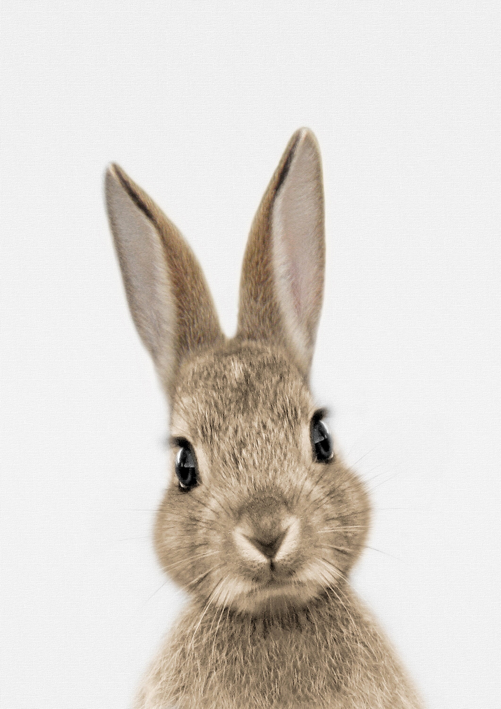 Reproduction Cute Animal Poster 